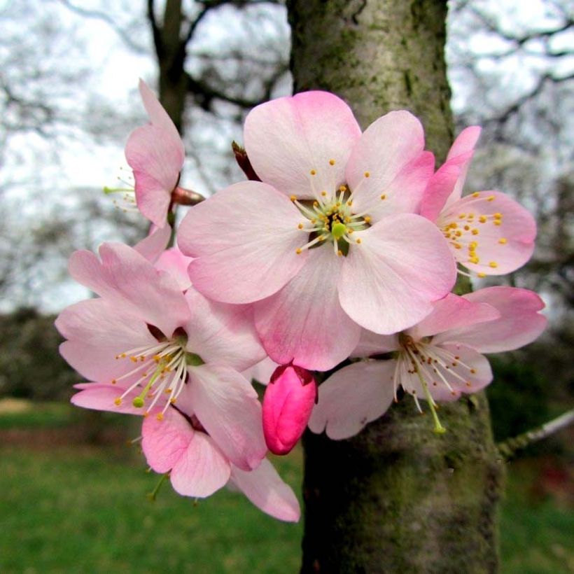 Prunus incisa Paean - Fuji-kers (Flowering)