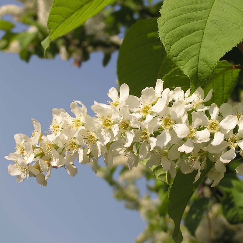 Prunus padus - Vogelkers (Flowering)