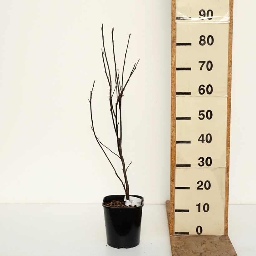 Exemplaar van Prunus padus Colorata - Vogelkers Pot van 4 l/5 l zoals geleverd in de winter