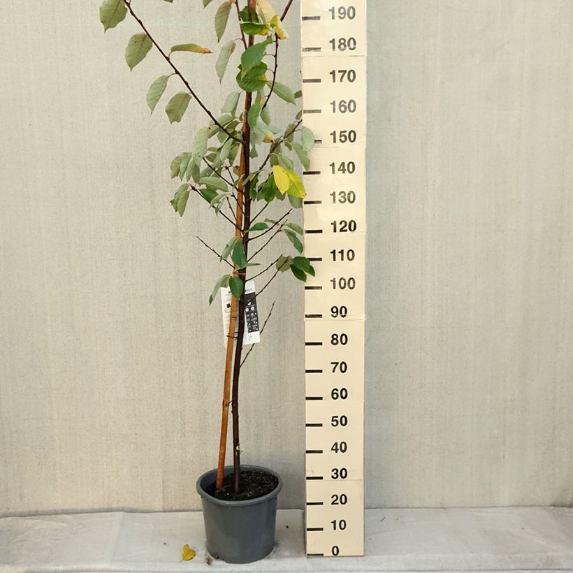 Exemplaar van Prunus padus Le Thoureil - Vogelkers Pot van 12 l/15 l zoals geleverd in de herfst
