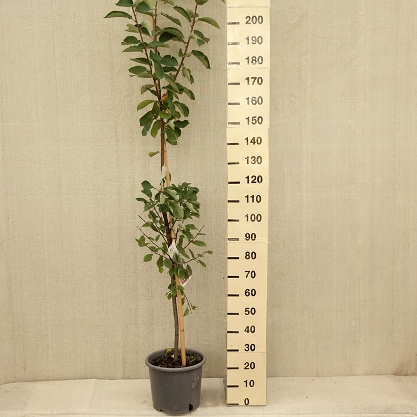 Exemplaar van Prunus padus Le Thoureil - Vogelkers Pot van 12 l/15 l zoals geleverd in de zomer