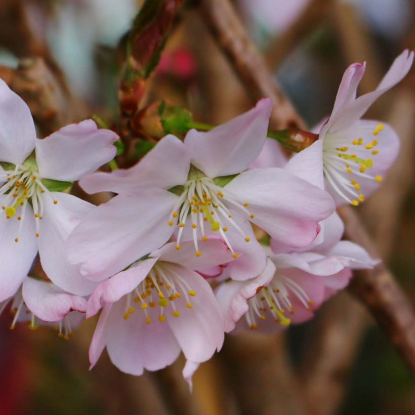 Prunus Pandora - Winterbloeiende kers (Flowering)