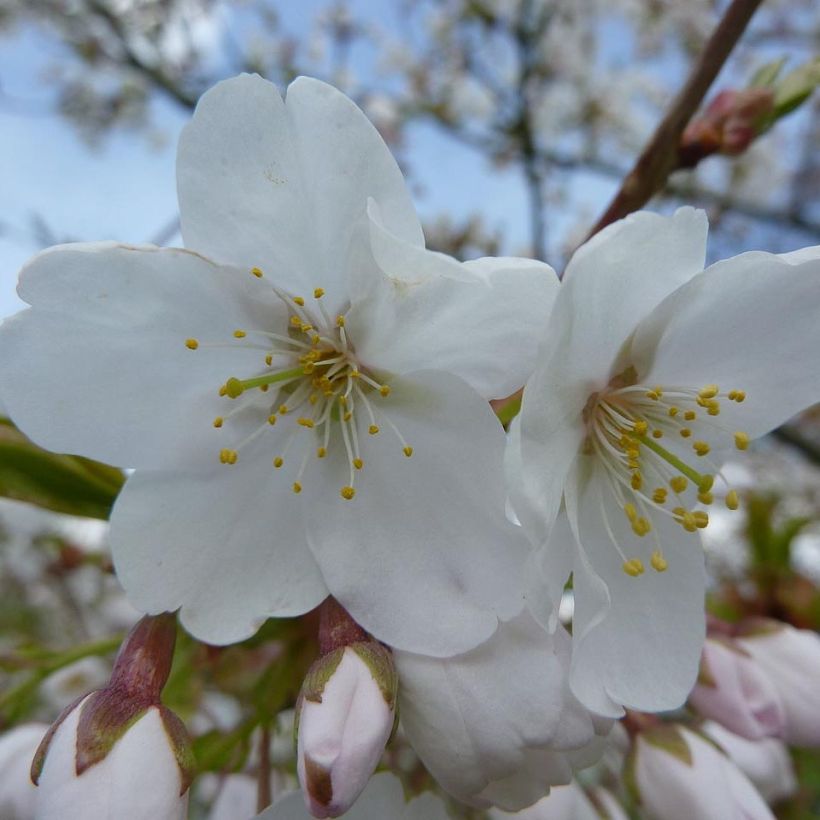 Prunus serrula Branklyn - Tibetaanse sierkers (Flowering)