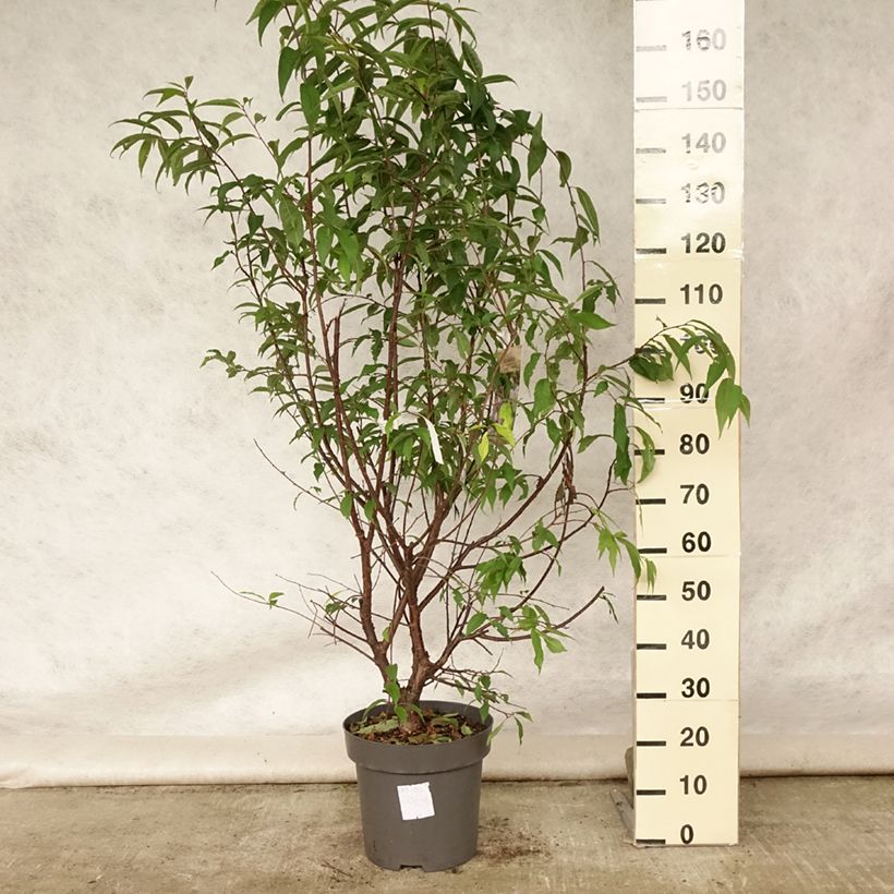 Exemplaar van Prunus serrula - Tibetaanse sierkers Pot van 12 l/15 l zoals geleverd in de zomer