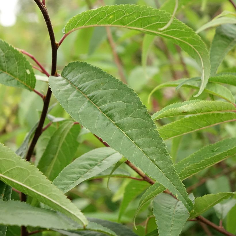 Prunus serrula - Tibetaanse sierkers (Blad)