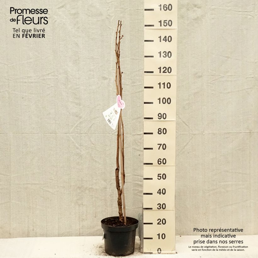 Example of Prunus serrulata Amanogawa Pot van 7,5 l/10 l as you get in hiver