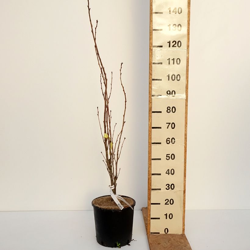 Exemplaar van Prunus serrulata Amanogawa - Japanse sierkers Pot van 7,5 l/10 l zoals geleverd in de herfst