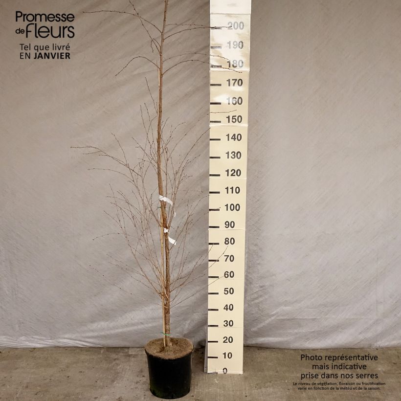 Example of Prunus The Bride - Cerisier à fleurs  Pot van 12 l/15 l as you get in hiver
