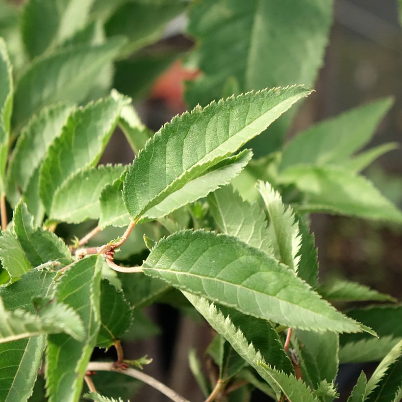 Prunus The Bride - Japanse sierkers (Blad)