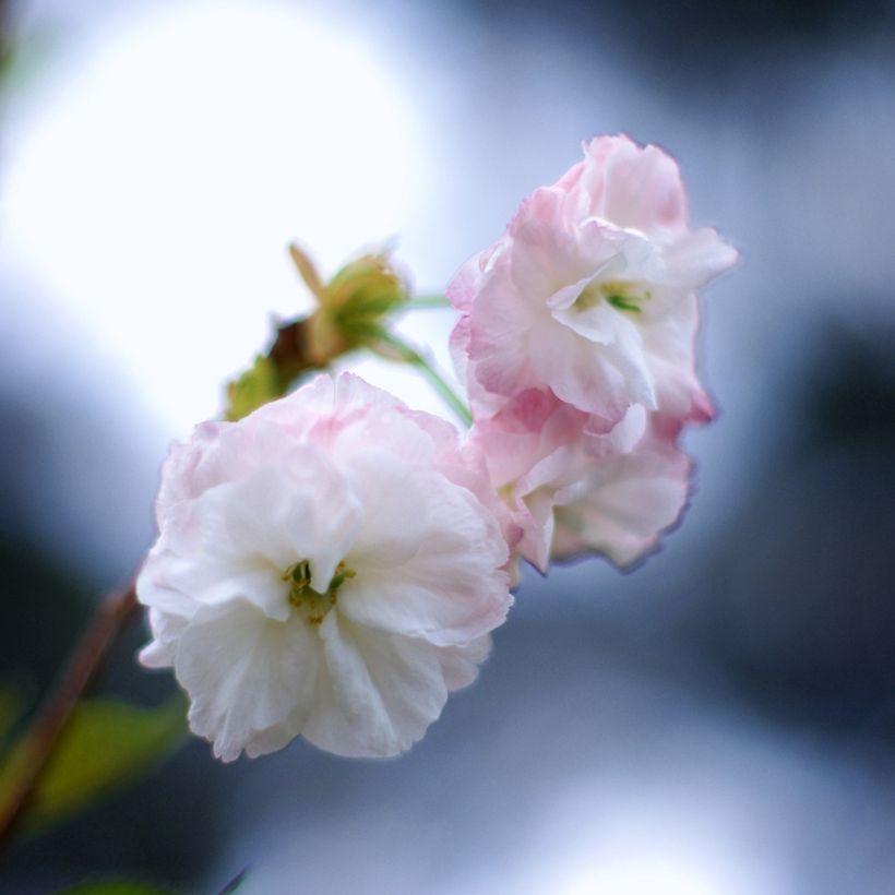 Prunus serrulata Shirofugen - Japanse sierkers (Flowering)