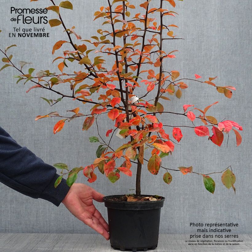 Exemplaar van Pseudocydonia sinensis - Chinese kweepeer Pot van 3 l/4 l zoals geleverd in de herfst