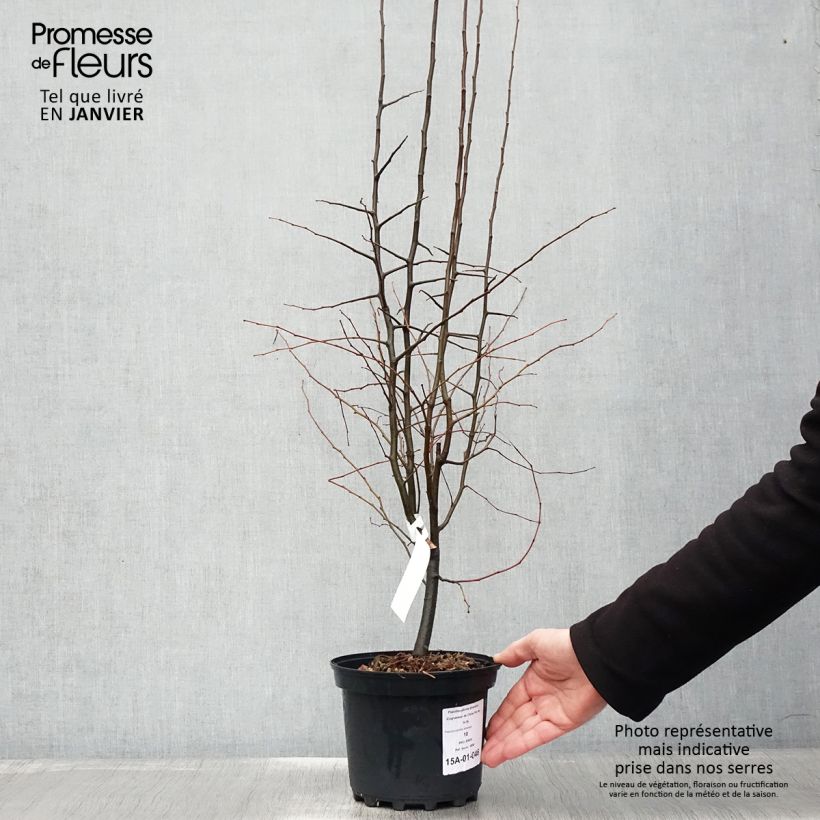 Example of Pseudocydonia sinensis - Cognassier de Chine Pot van 3 l/4 l as you get in hiver