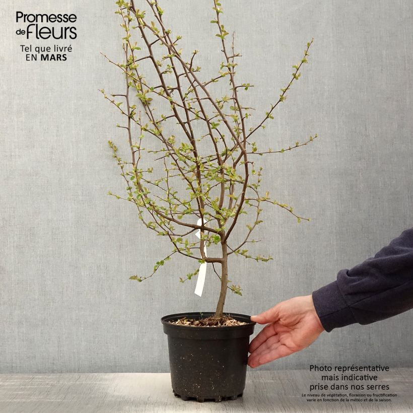 Exemplaar van Pseudocydonia sinensis - Chinese kweepeer Pot van 3 l/4 l zoals geleverd in de lente