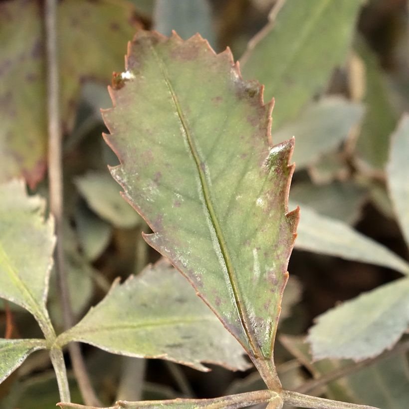 Pseudopanax lessonii Rangatira (Blad)
