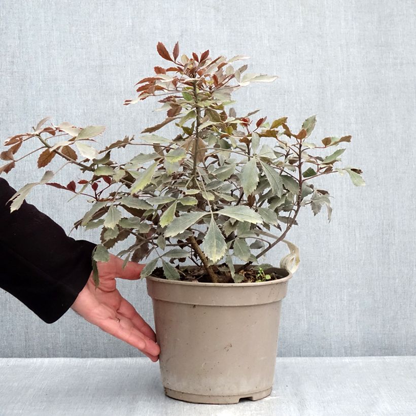 Example of Pseudopanax lessonii Rangatira Pot van 4 l/5 l as you get in hiver