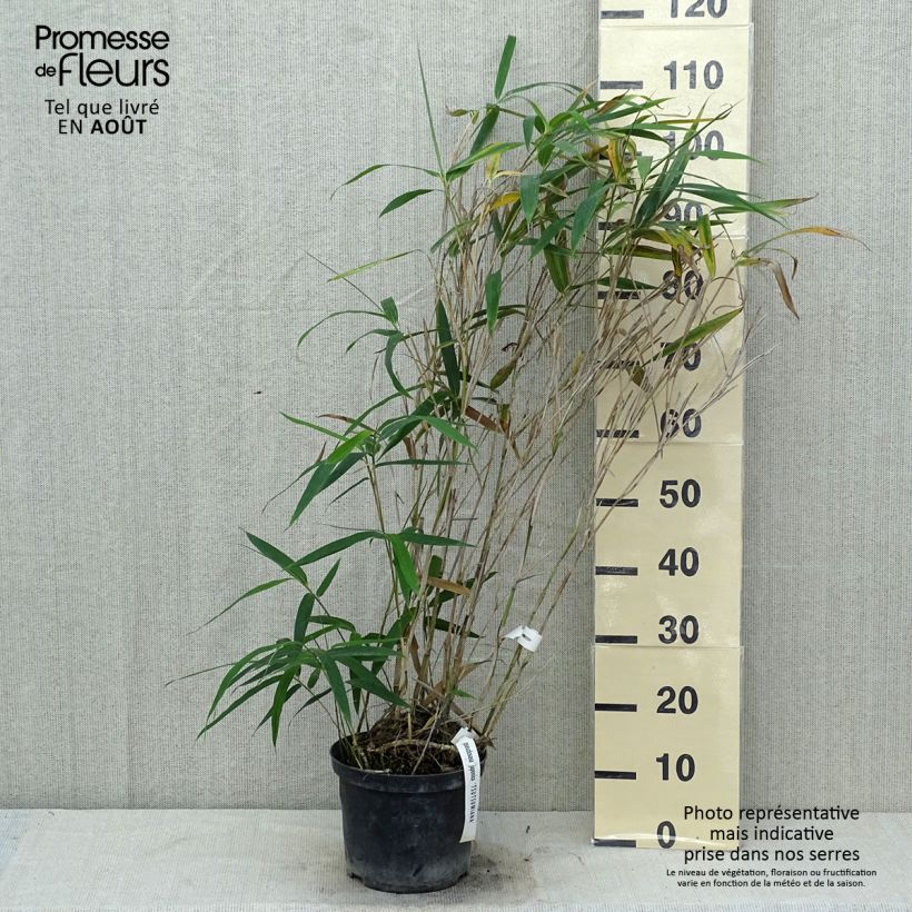 Exemplaar van Pseudosasa japonica Tsutsumiana - Japanse bamboe Pot van 4 l/5 l zoals geleverd in de zomer
