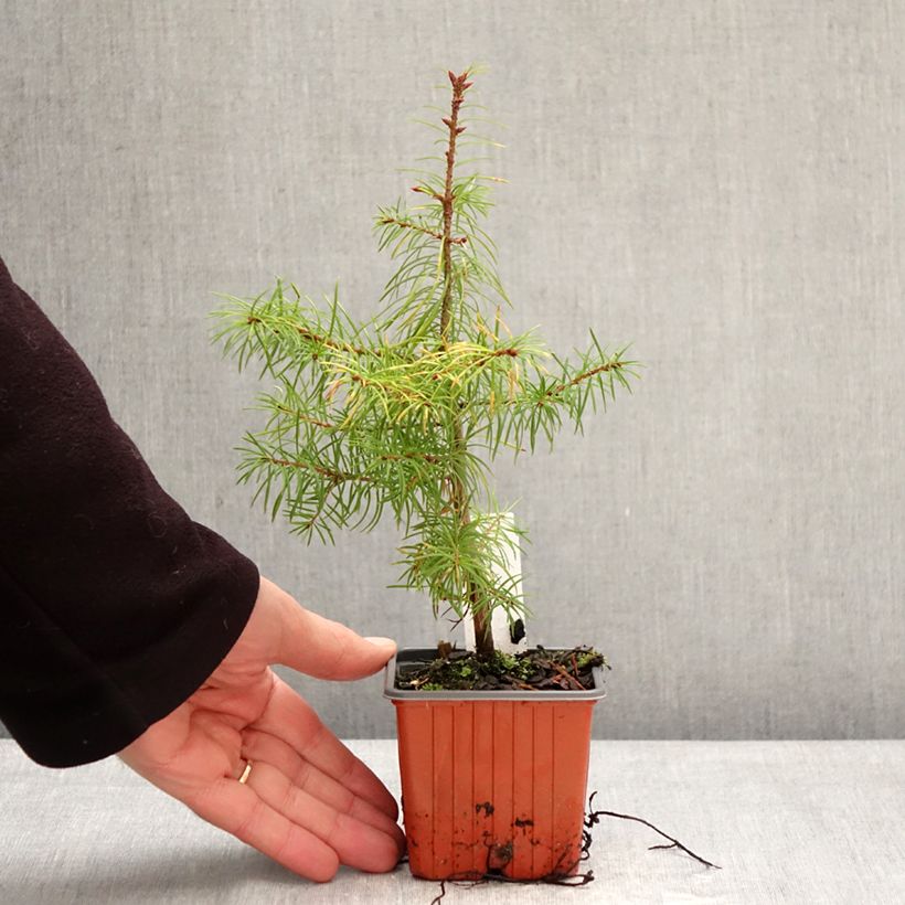 Exemplaar van Pseudotsuga menziesii - Douglasspar Kweekpotje van 8/9 cm zoals geleverd in de winter