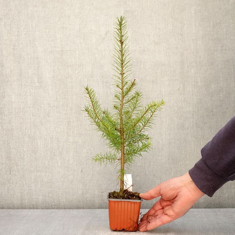Exemplaar van Pseudotsuga menziesii - Douglasspar Kweekpotje van 8/9 cm zoals geleverd in de lente