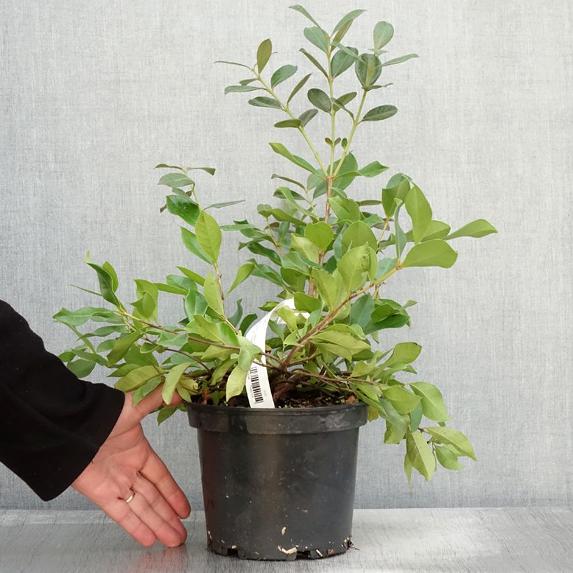 Exemplaar van Psidium cattleyanum - Goyavier de Chine Pot de 2L/3L zoals geleverd in de herfst