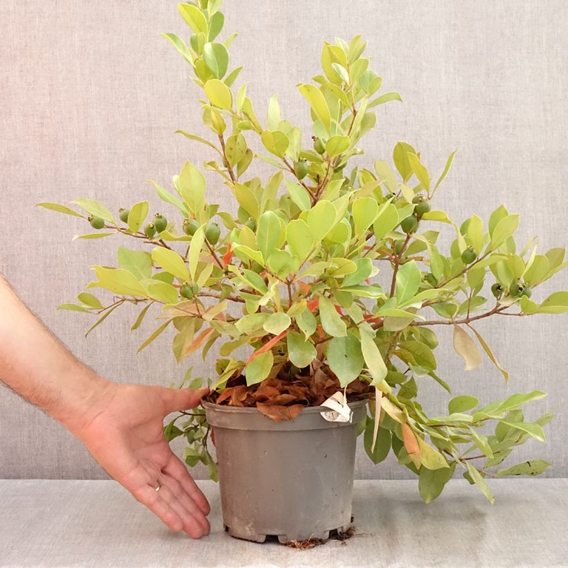 Exemplaar van Aardbeiguave - Psidium cattleianum Pot van 2 l/3 l zoals geleverd in de zomer