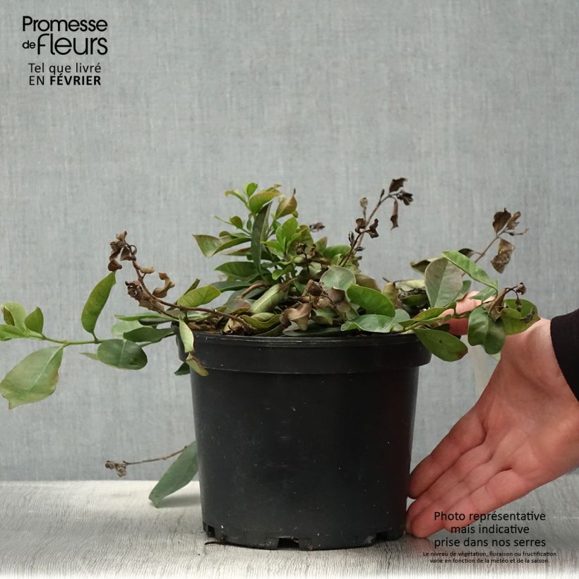 Exemplaar van Aardbeiguave - Psidium cattleianum Pot van 2 l/3 l zoals geleverd in de winter