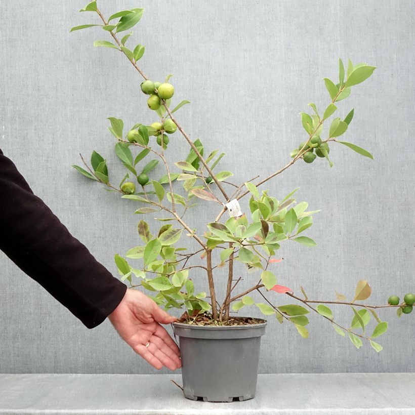 Exemplaar van Gele aardbeiguave - Psidium cattleianum Pot van 3 l/4 l zoals geleverd in de herfst