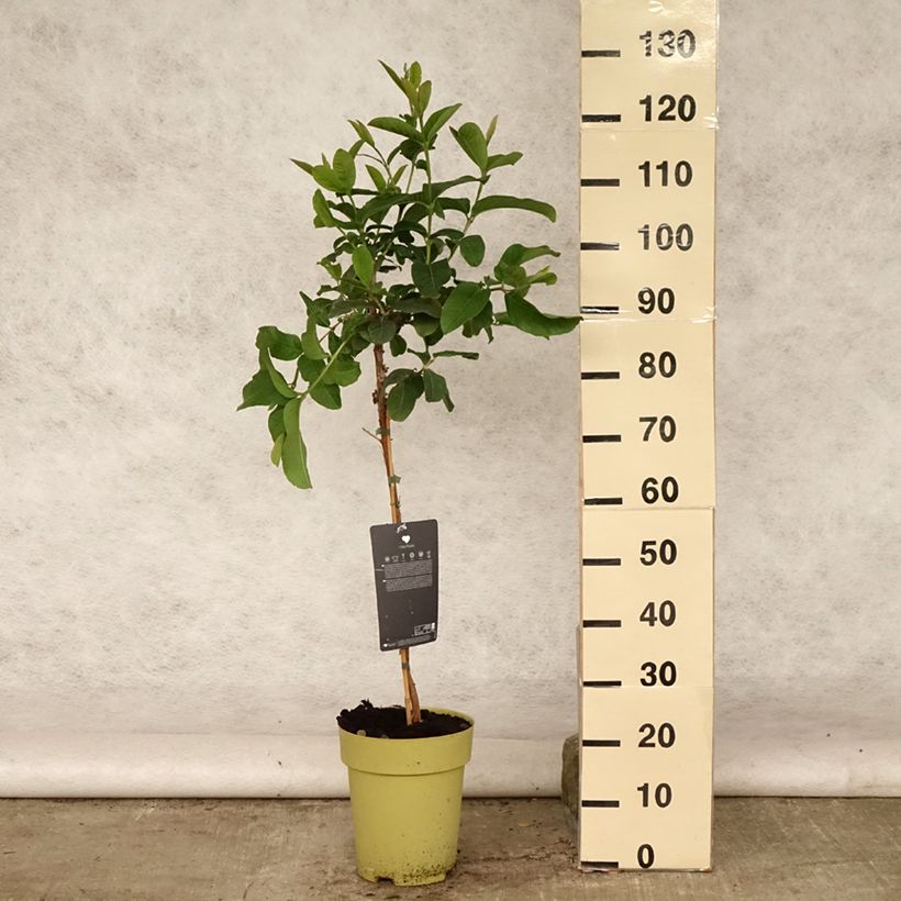 Exemplaar van Guave Limon - Psidium guajava Pot van 6 l/7 l zoals geleverd in de zomer