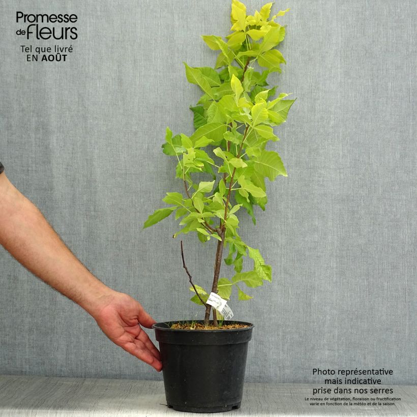 Exemplaar van Ptelea trifoliata Aurea - Lederboom Pot van 3 l/4 l zoals geleverd in de zomer