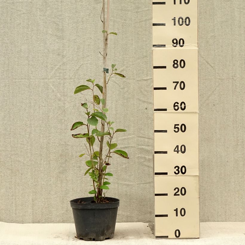 Exemplaar van Pterostyrax corymbosa - Vleugelstorax Pot van 3 l/4 l zoals geleverd in de zomer