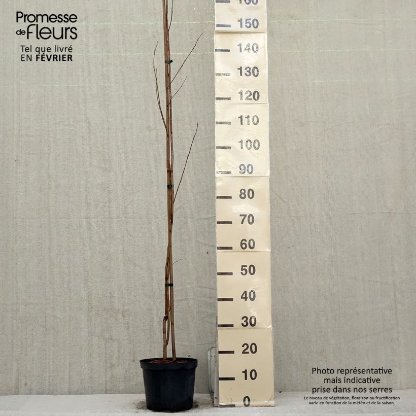 Example of Pterostyrax corymbosa Pot van 3 l/4 l as you get in hiver