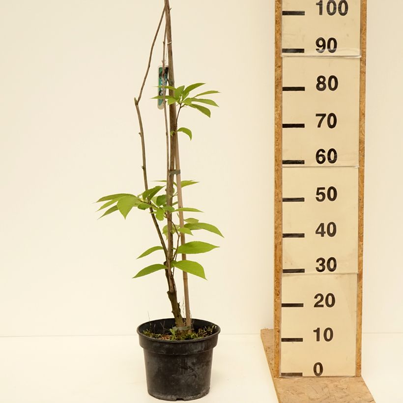 Exemplaar van Pterostyrax hispida - Vleugelstorax Pot van 4 l/5 l zoals geleverd in de lente