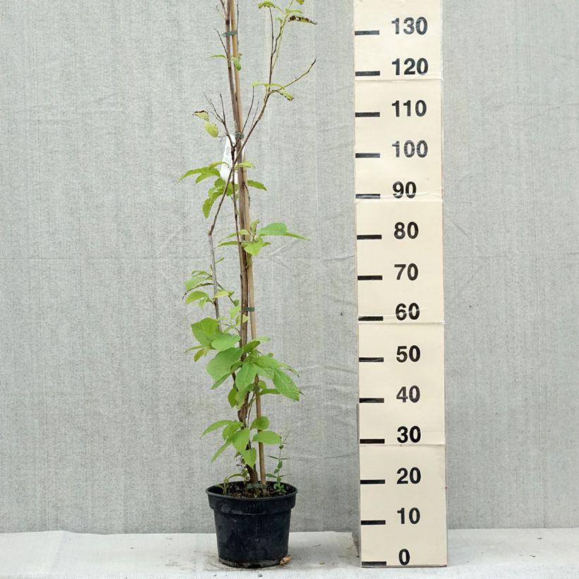 Exemplaar van Pterostyrax hispida - Vleugelstorax Pot van 4 l/5 l zoals geleverd in de zomer