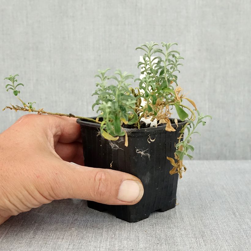 Example of Ptilotrichum spinosum Rubrum - Alysson épineux Kweekpotje van 8/9 cm as you get in ete