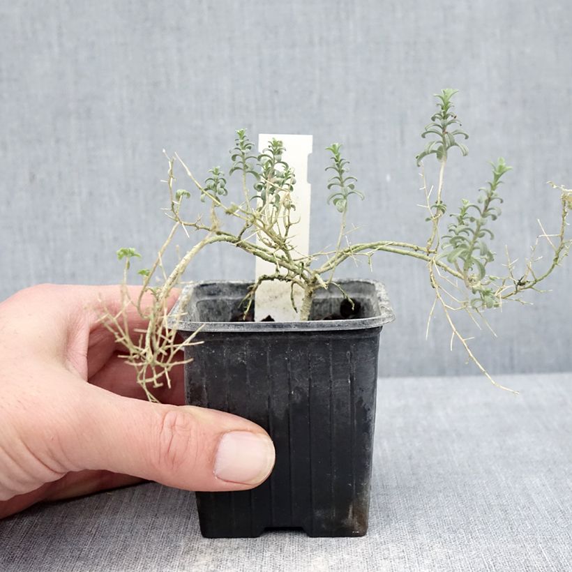 Exemplaar van Ptilotrichum spinosum Rubrum - Schildzaad Kweekpotje van 8/9 cm zoals geleverd in de winter