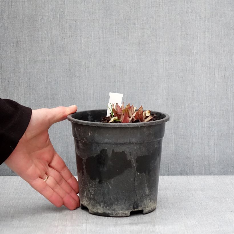 Example of Pulmonaire hybride - Pulmonaria Diane Clare Pot van 2 l/3 l as you get in hiver