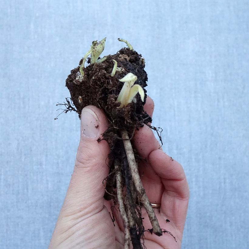 Example of Pulmonaire hybride - Pulmonaria Diane Clare Naakte wortel as you get in hiver