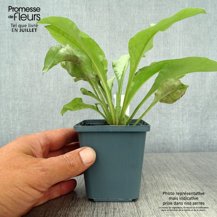 Exemplaar van Pulmonaria Majesté - Longkruid Kweekpotje van 8/9 cm zoals geleverd in de zomer