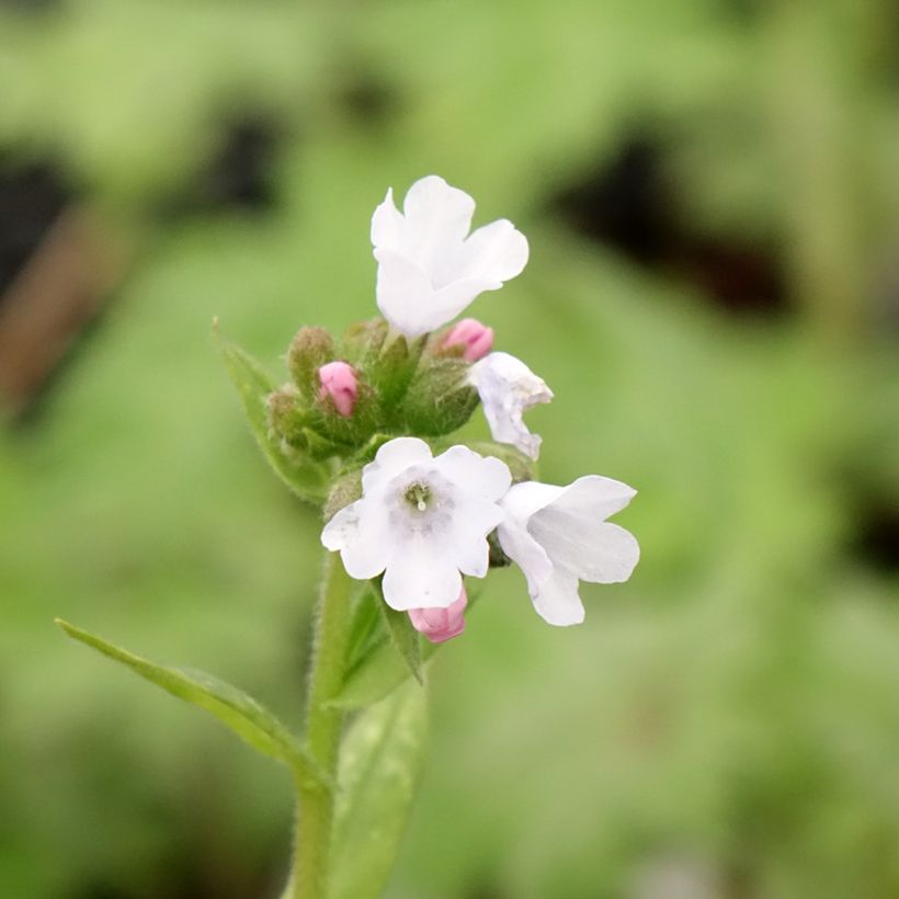 Pulmonaria Opal - Longkruid (Bloei)