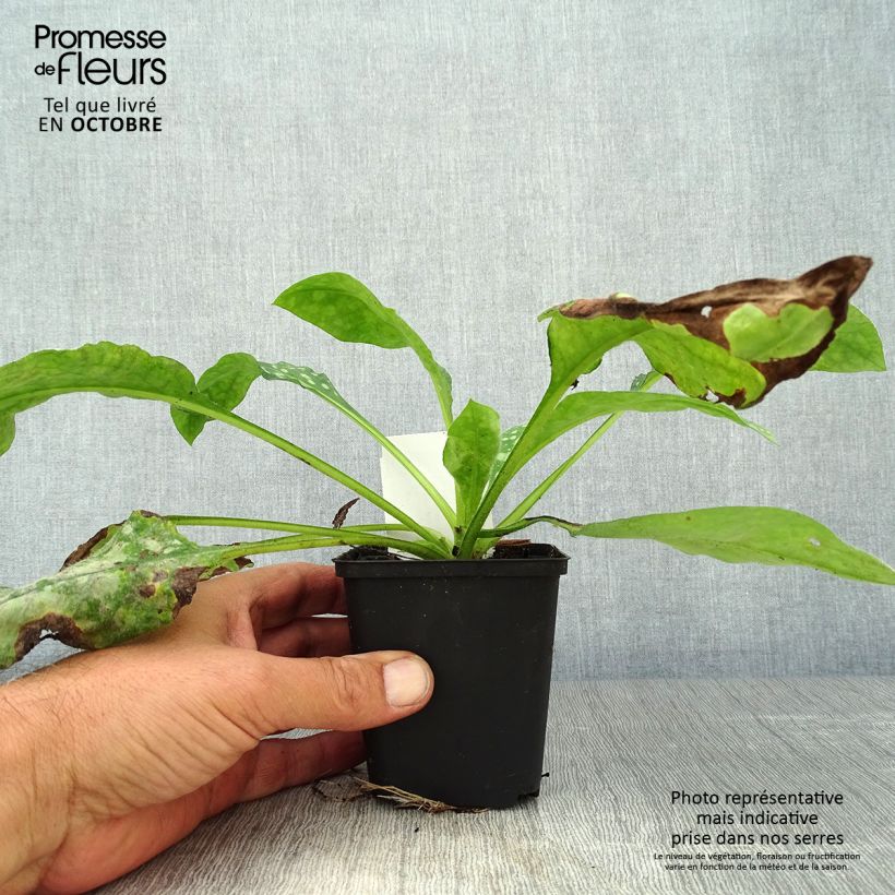 Exemplaar van Pulmonaria Sissinghurst White - Longkruid Kweekpotje van 8/9 cm zoals geleverd in de herfst