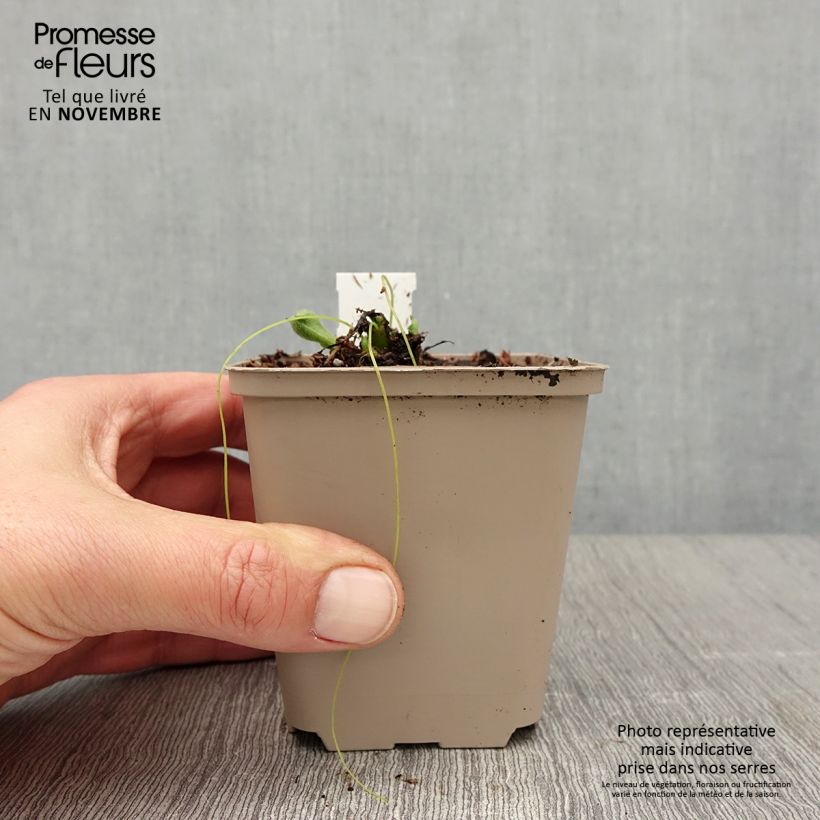 Exemplaar van Pulmonaria Twinkle Toes - Longkruid Kweekpotje van 8/9 cm zoals geleverd in de herfst