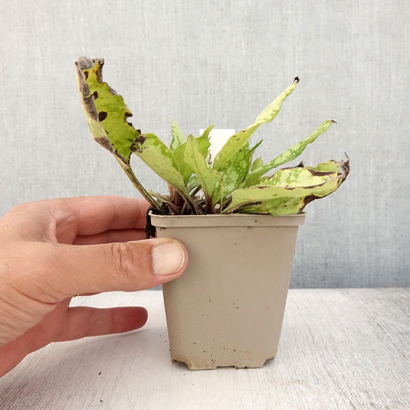 Exemplaar van Pulmonaria Twinkle Toes - Longkruid Kweekpotje van 8/9 cm zoals geleverd in de zomer