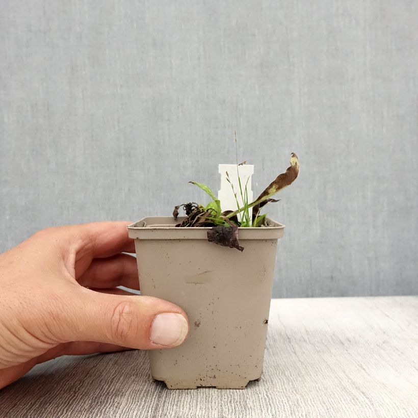 Exemplaar van Pulmonaria Ice Ballet - Longkruid Kweekpotje van 8/9 cm zoals geleverd in de herfst