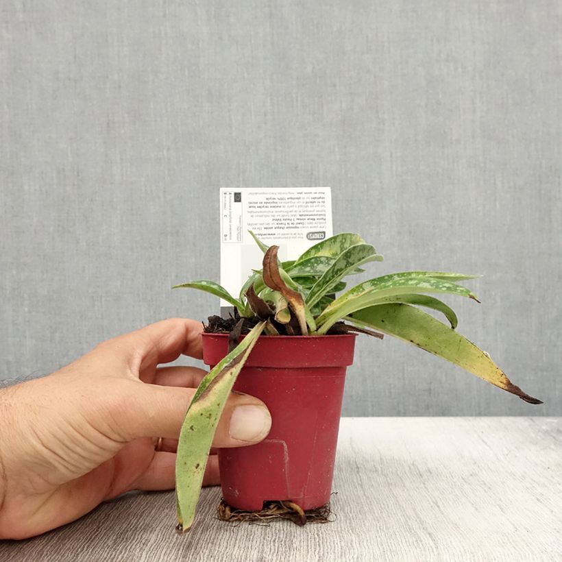 Exemplaar van Pulmonaria longifolia Cevennensis - Longkruid Kweekpotje van 8/9 cm zoals geleverd in de herfst