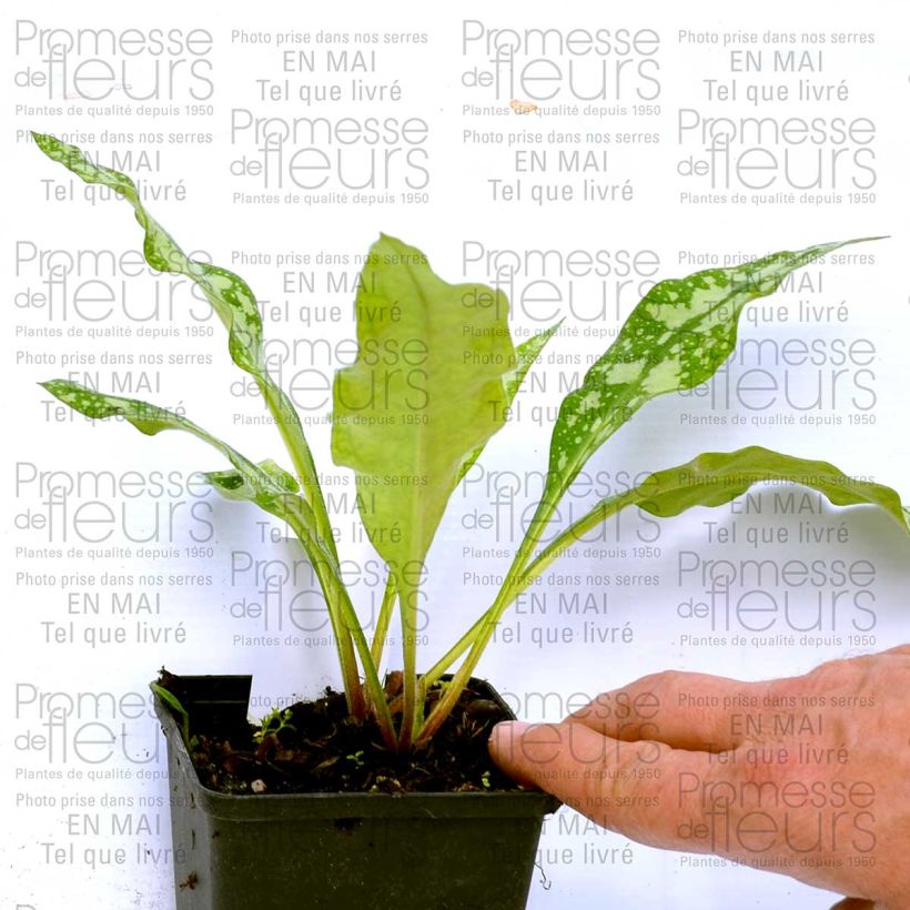 Voorbeeld van een exemplaar van Pulmonaria Margery Fish - Longkruid Kweekpotje van 8/9 cm zoals geleverd