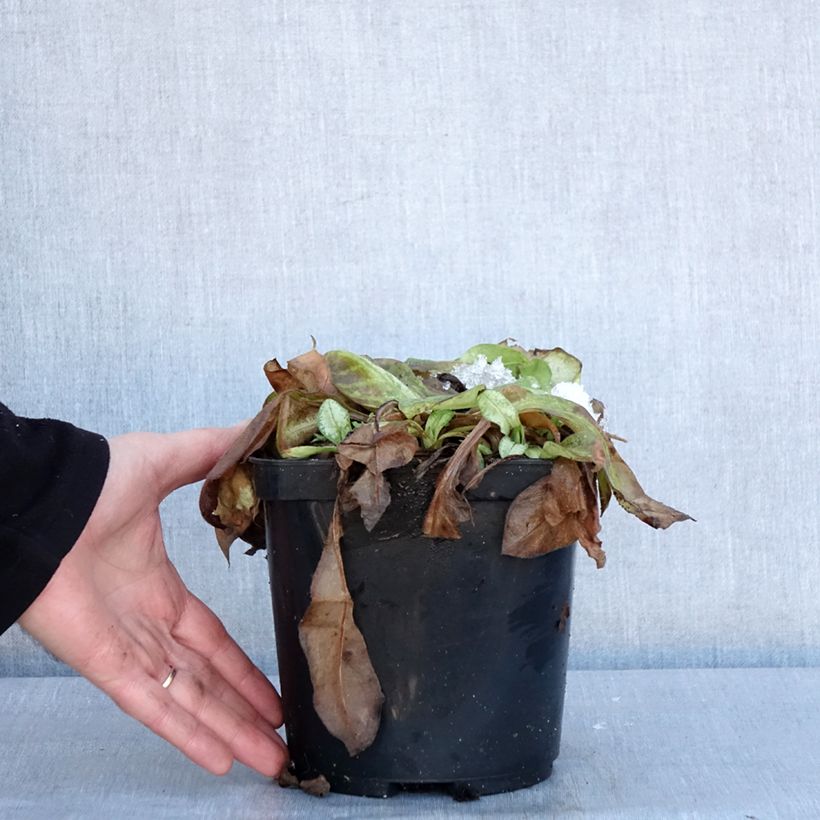 Exemplaar van Pulmonaire Moonshine - Pulmonaria Pot de 3L/4L zoals geleverd in de winter