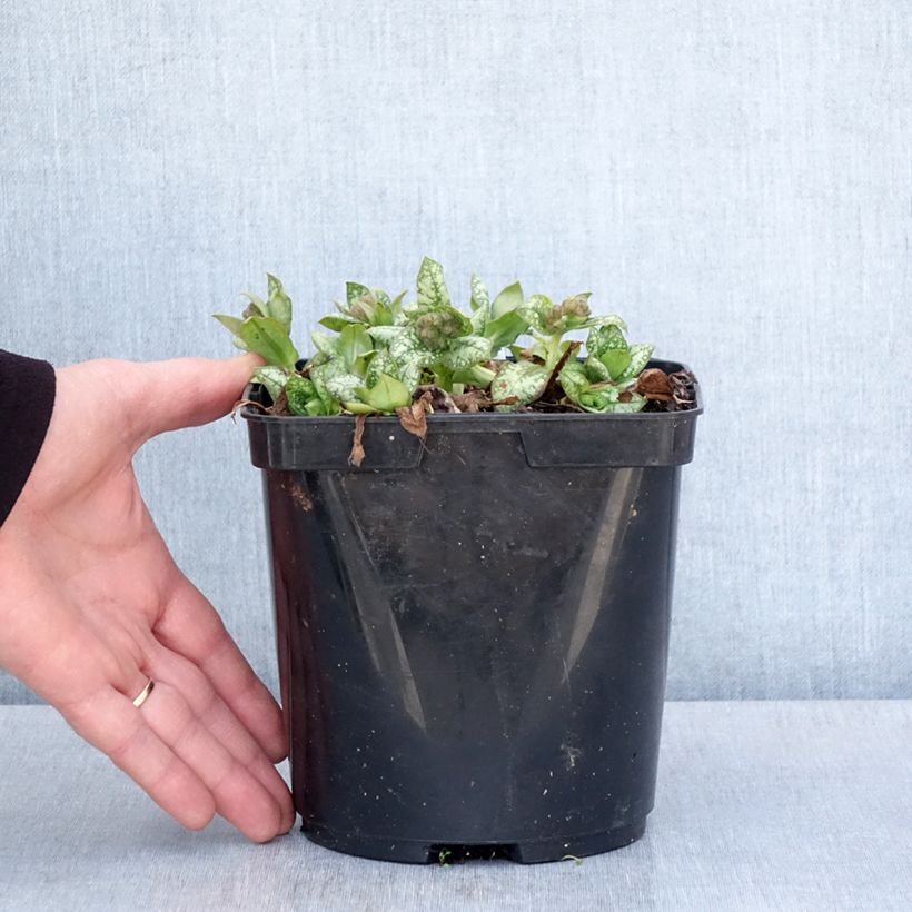 Exemplaar van Pulmonaria Moonshine - Longkruid Pot van 3 l/4 l zoals geleverd in de lente