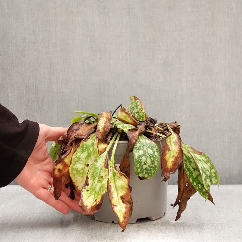 Exemplaar van Pulmonaria Shrimps on the Barbie - Longkruid Pot van 3 l/4 l zoals geleverd in de winter