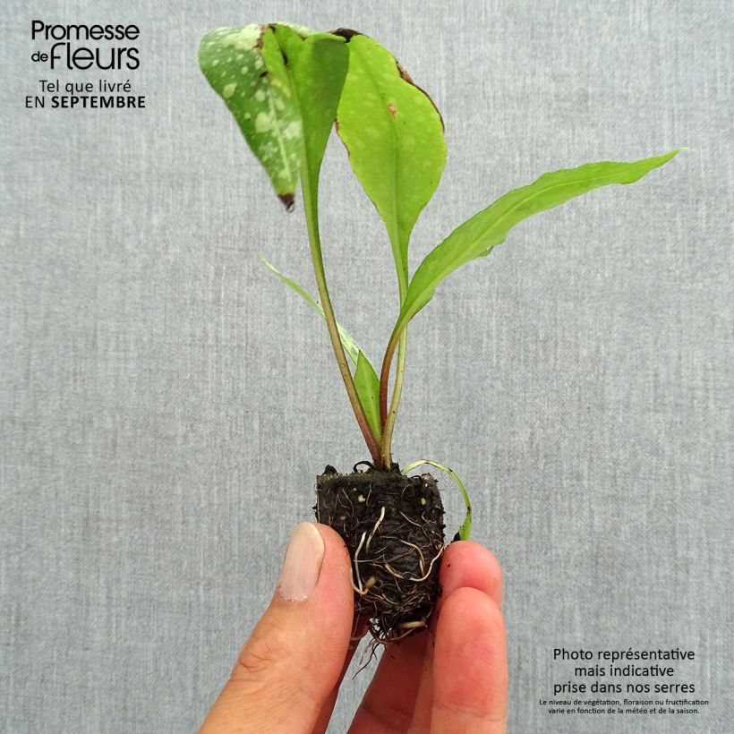 Example of Pulmonaire Silver Bouquet - Pulmonaria saccharata Mini-mot Ø 3/4 cm as you get in automne