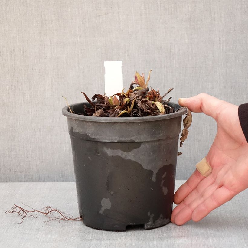 Example of Pulmonaire Silver Bouquet - Pulmonaria saccharata Pot van 2 l/3 l as you get in hiver