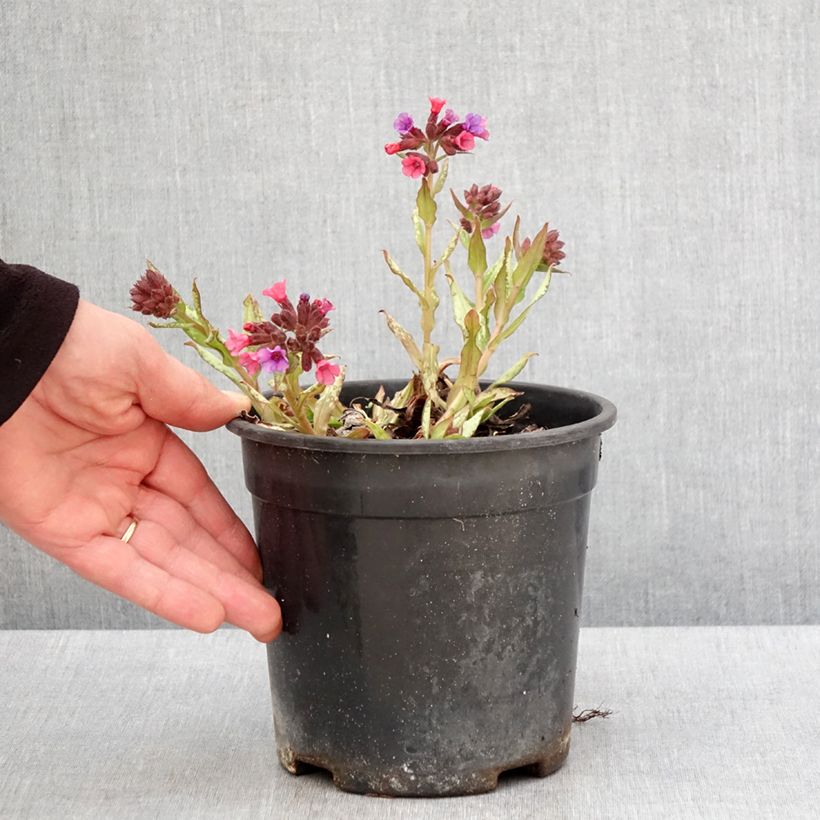 Exemplaar van Pulmonaria saccharata Silver Bouquet - Longkruid Pot van 2 l/3 l zoals geleverd in de lente